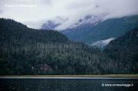 Kachemak bay 81-2-07